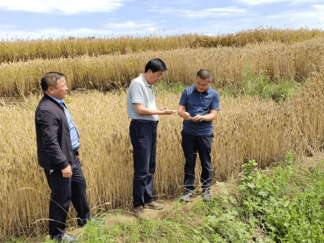 乾县王村镇:抢收抢种减损失 "以秋补夏"促增收_生产_小麦_宣传