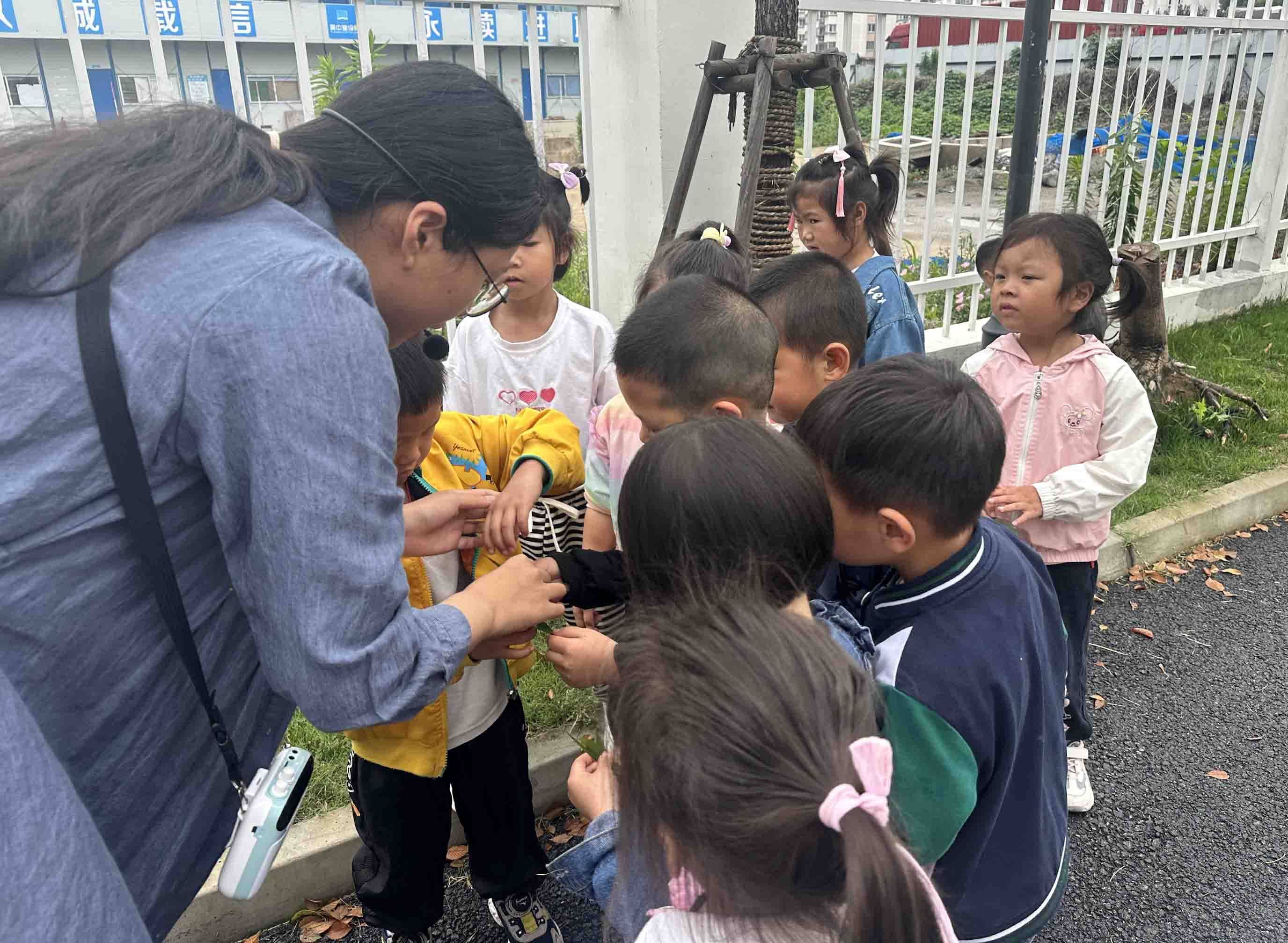 园的老师带领着孩子们在幼儿园里挑选韧性比较好的草玩起了斗草的游