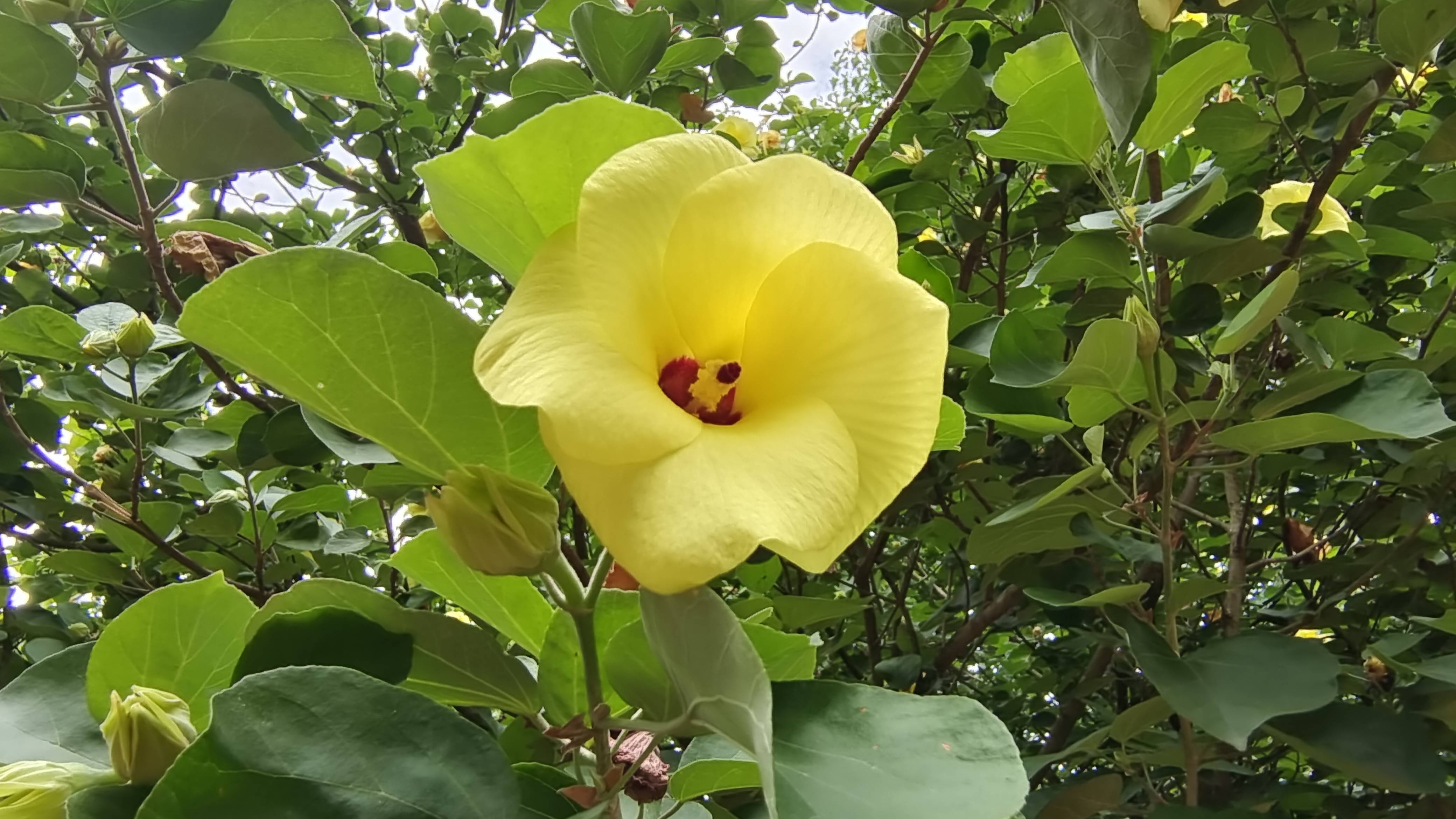 吉安随拍:花花草草之黄槿-搜狐大视野-搜狐新闻