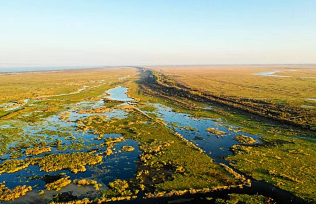 鸡西兴凯湖湿地以翠绿和金黄为最的盛景,便是芦花荡,可以称之为唯醉