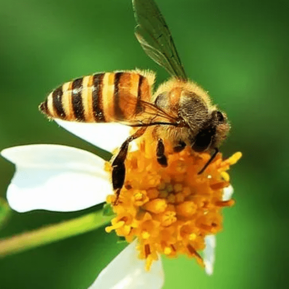 了解蜜蜂的奇妙世界,你所不知道的冷知识_手工_花蜜_花粉