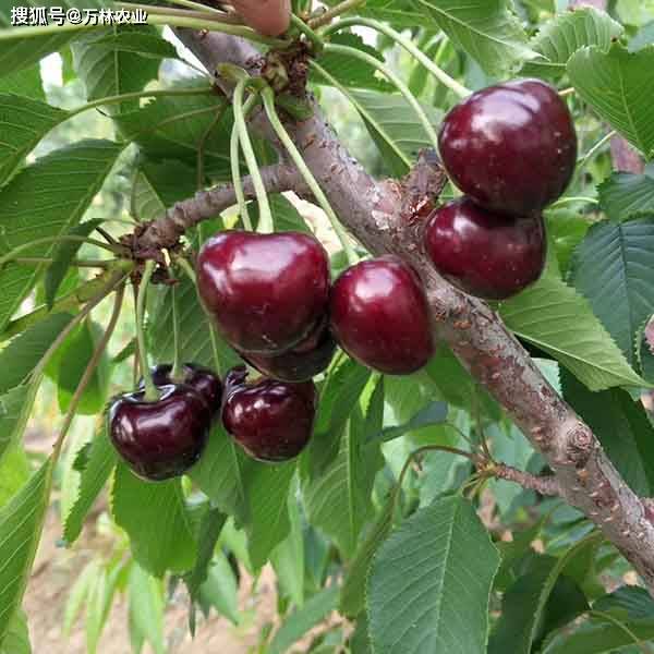 桑提娜樱桃苗品种优点介绍,车厘子树苗界的新秀品种,果实大口感甜