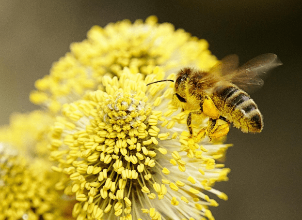 我们应该积极保护蜜蜂,为它们提供更好的生存环境.