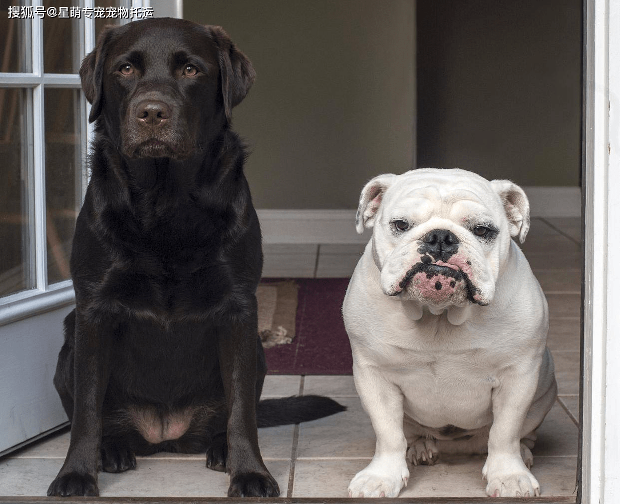 比特犬和恶霸犬谁厉害?救援英雄vs忠诚与威猛的化身!
