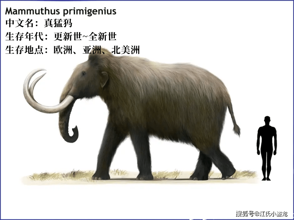 【史前巨兽】猛犸象到底能长多大?_草原_体型_体重