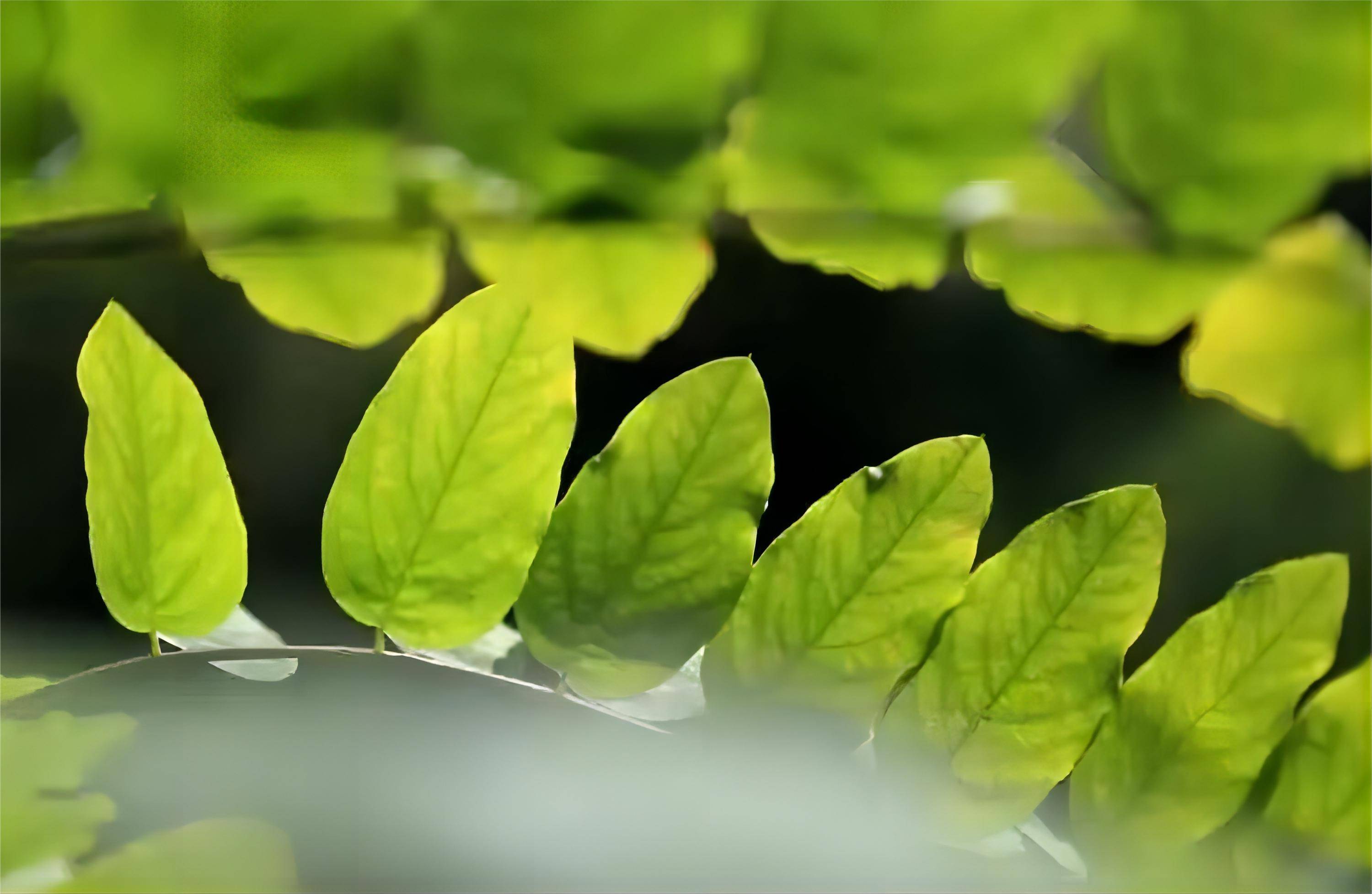 植物的超能力 叶子能听到昆虫的咀嚼声音