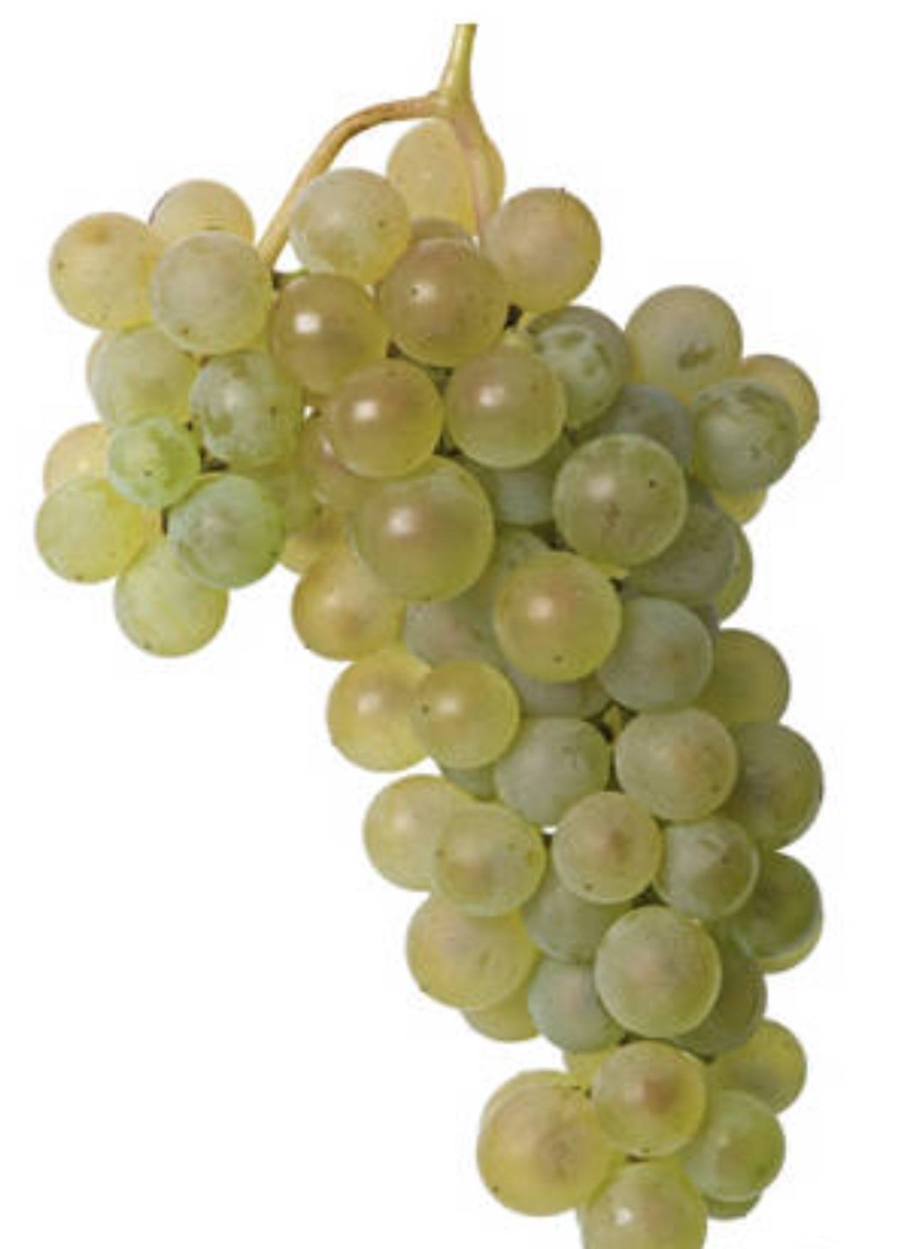 酿造德珑皇冠雅文邑的葡萄品种_种植_地区_白玉霓