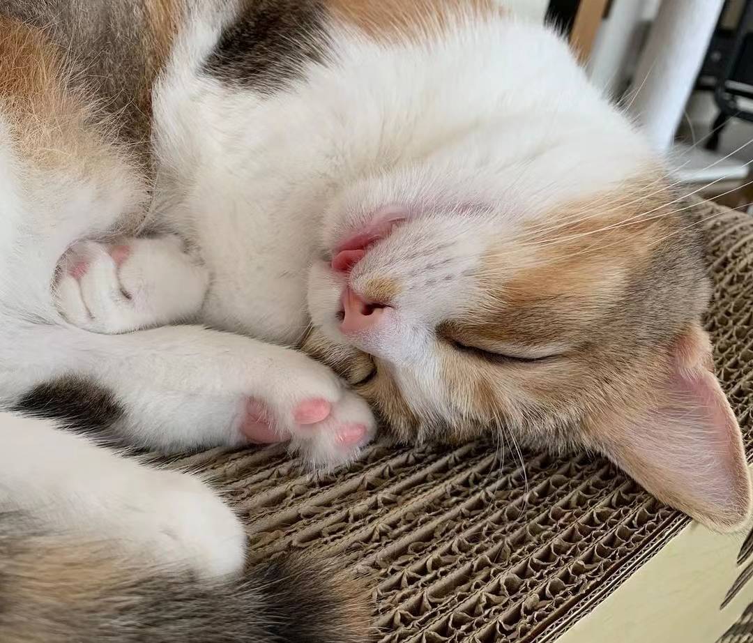 三花猫为什么大多数是母猫_搜狐网