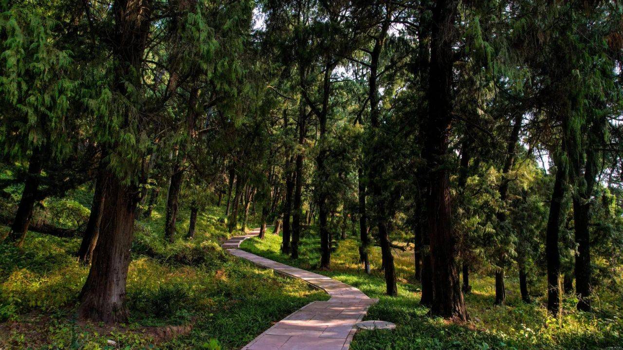 5℃的夏天,就在绵阳七曲山_古柏_景区_森林