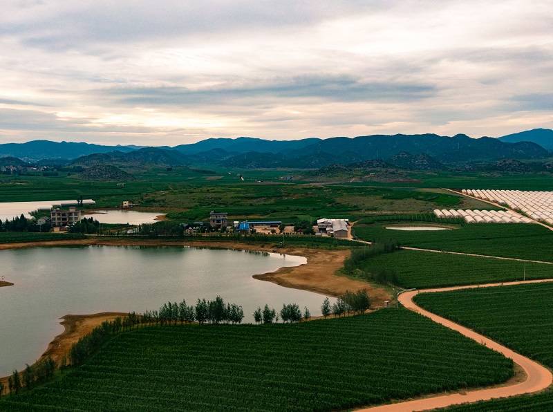 云南宣威热水镇:优质电托起2亿元的葡萄产业_种植_管华芬_阳光