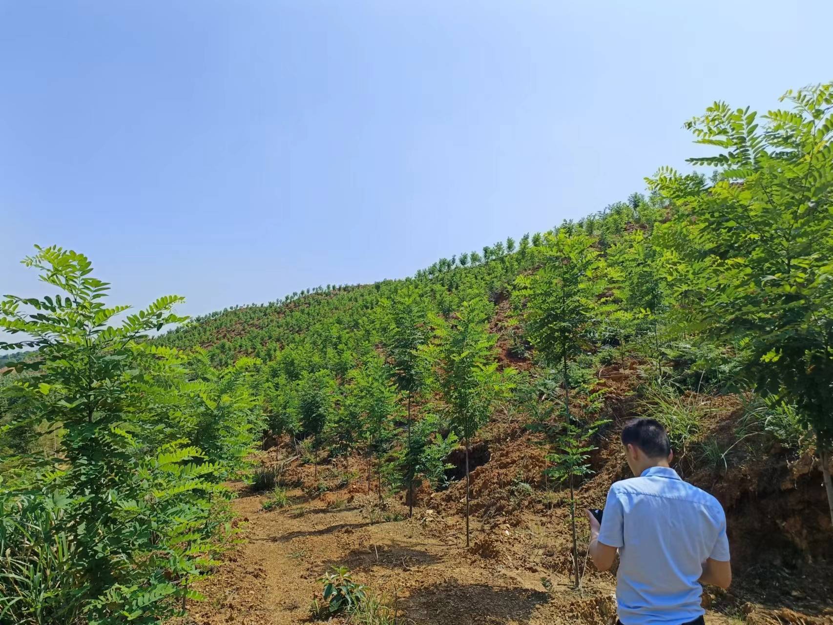 泓森槐种苗供应电话