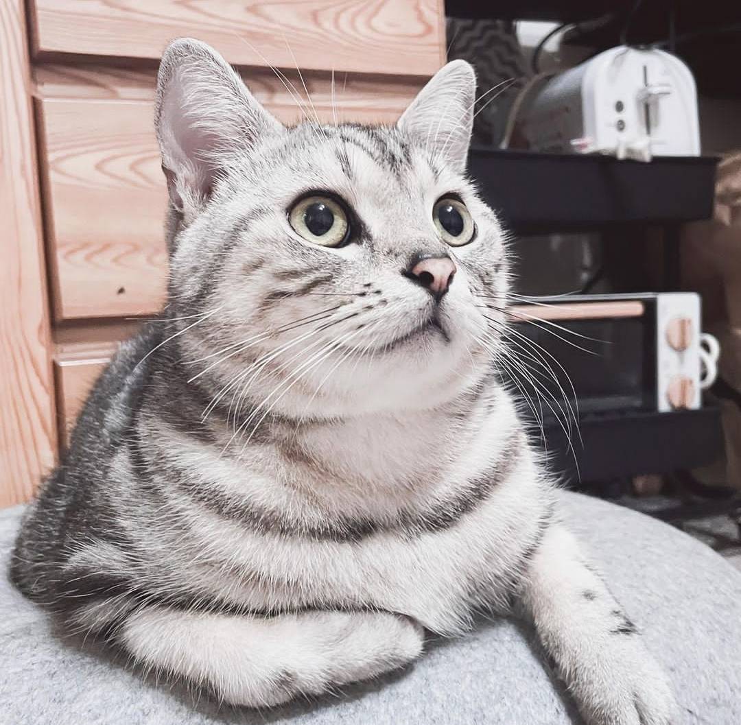 国外人为什么那么喜欢狸花猫？看完你就会明白了！_搜狐网