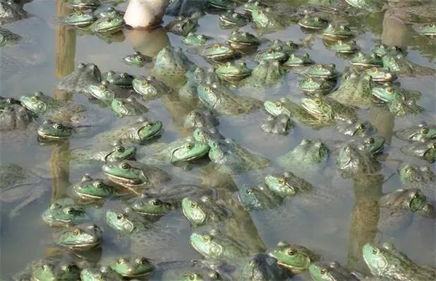 揭秘蝌蚪養殖極其噁心的真相_進行_營養_調水