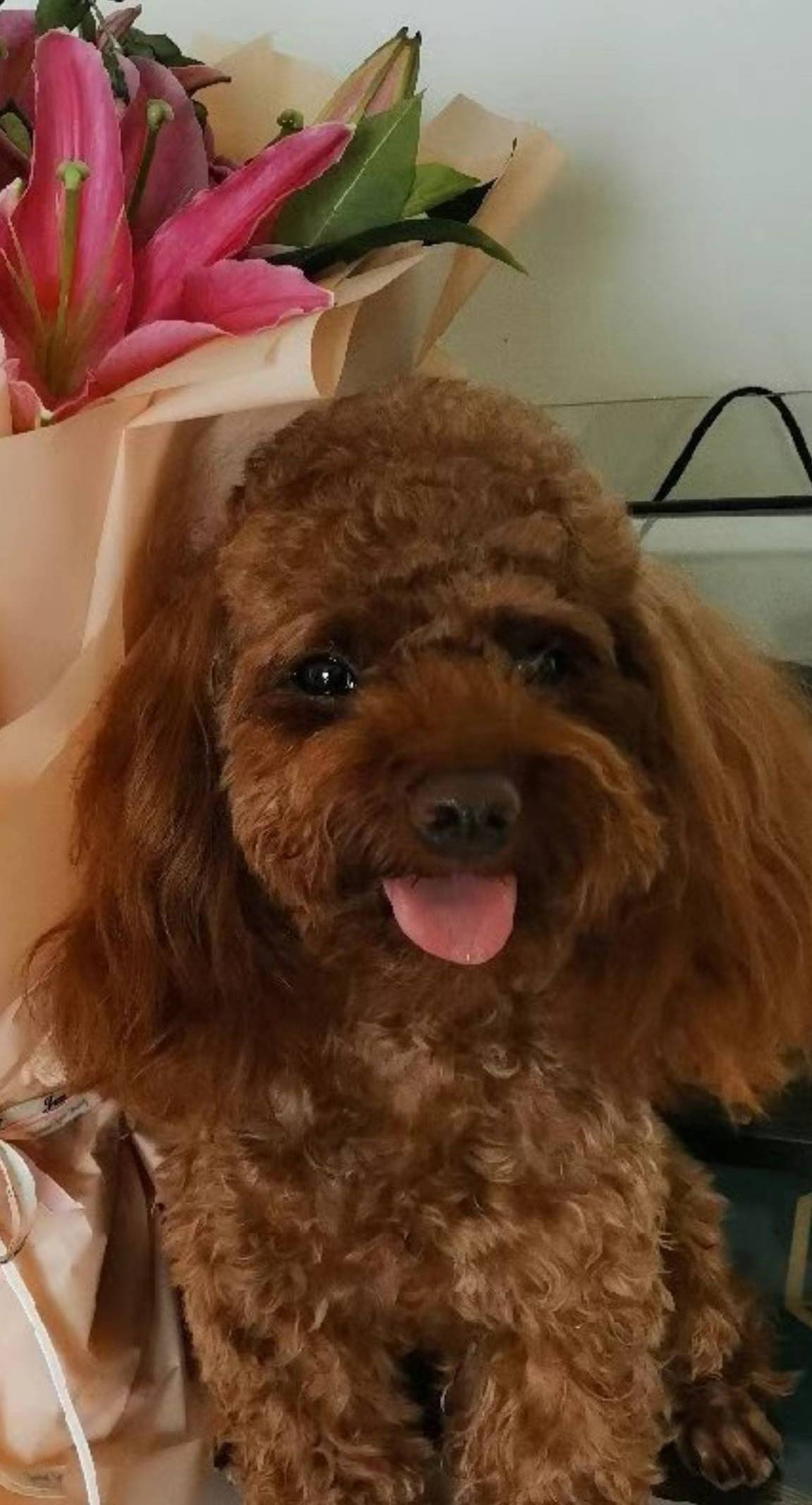 爱犬为棕色泰迪,耳朵长,身上有黑色挂牌.望