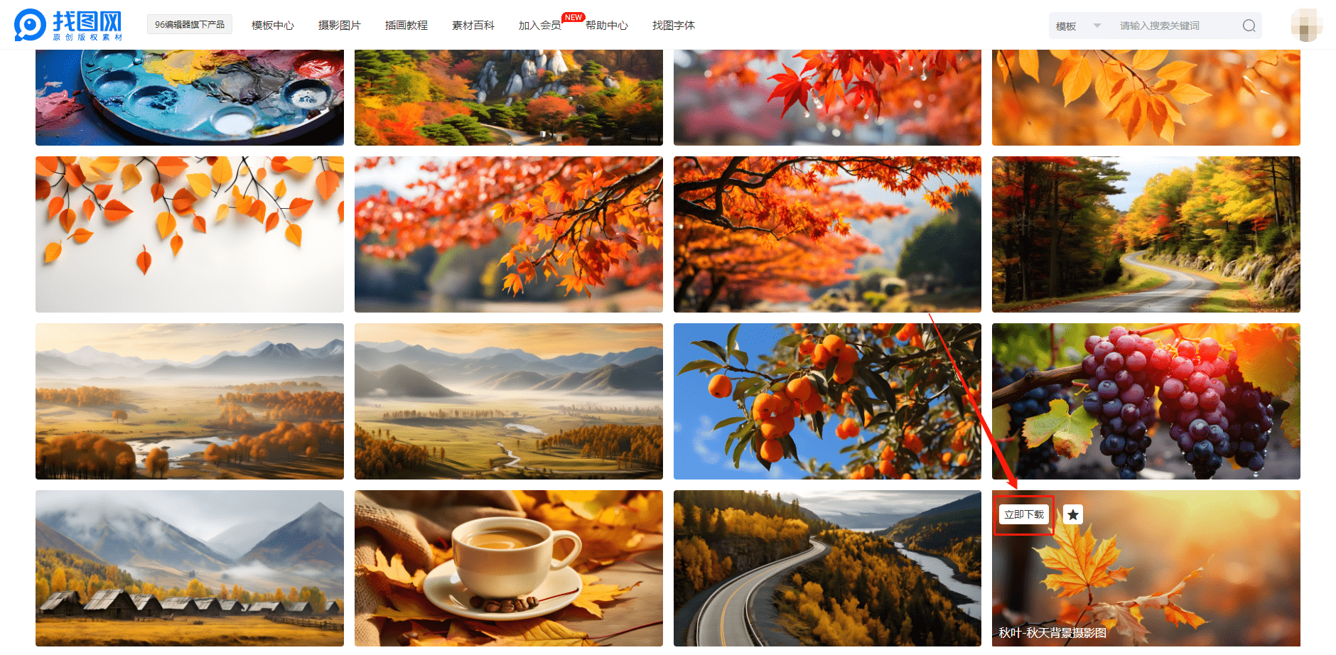 秋天树叶高清图图片素材大全网站推荐插图4