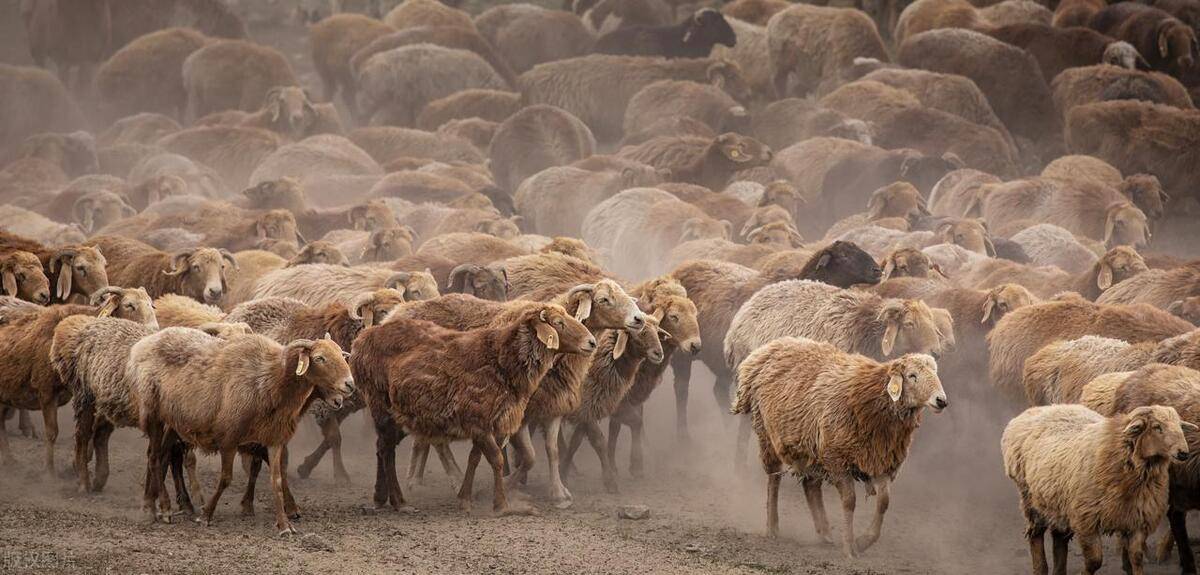 【生产性能】哈萨克大尾羊具有耐粗饲和善跋涉的特点,非常适宜放牧