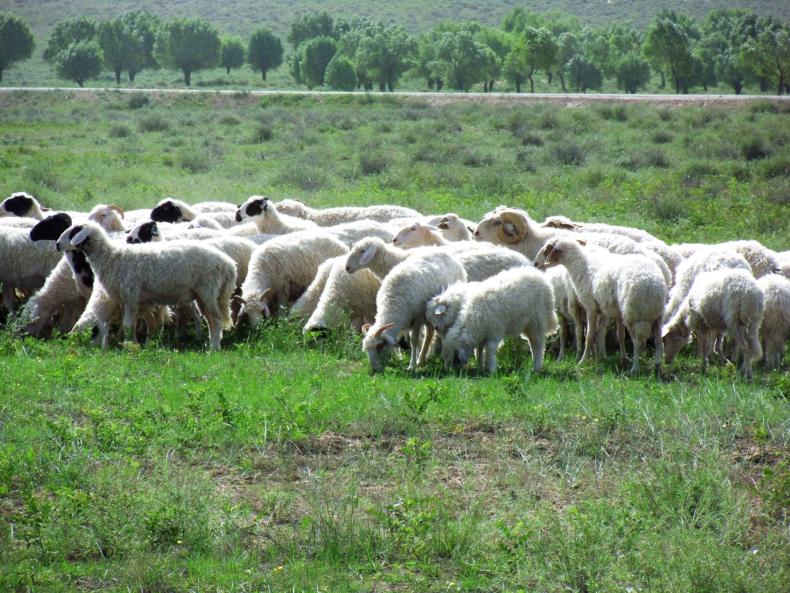 促进农民持续增收,2017年7月,盐池县政府出资1亿元成立宁夏盐池滩羊