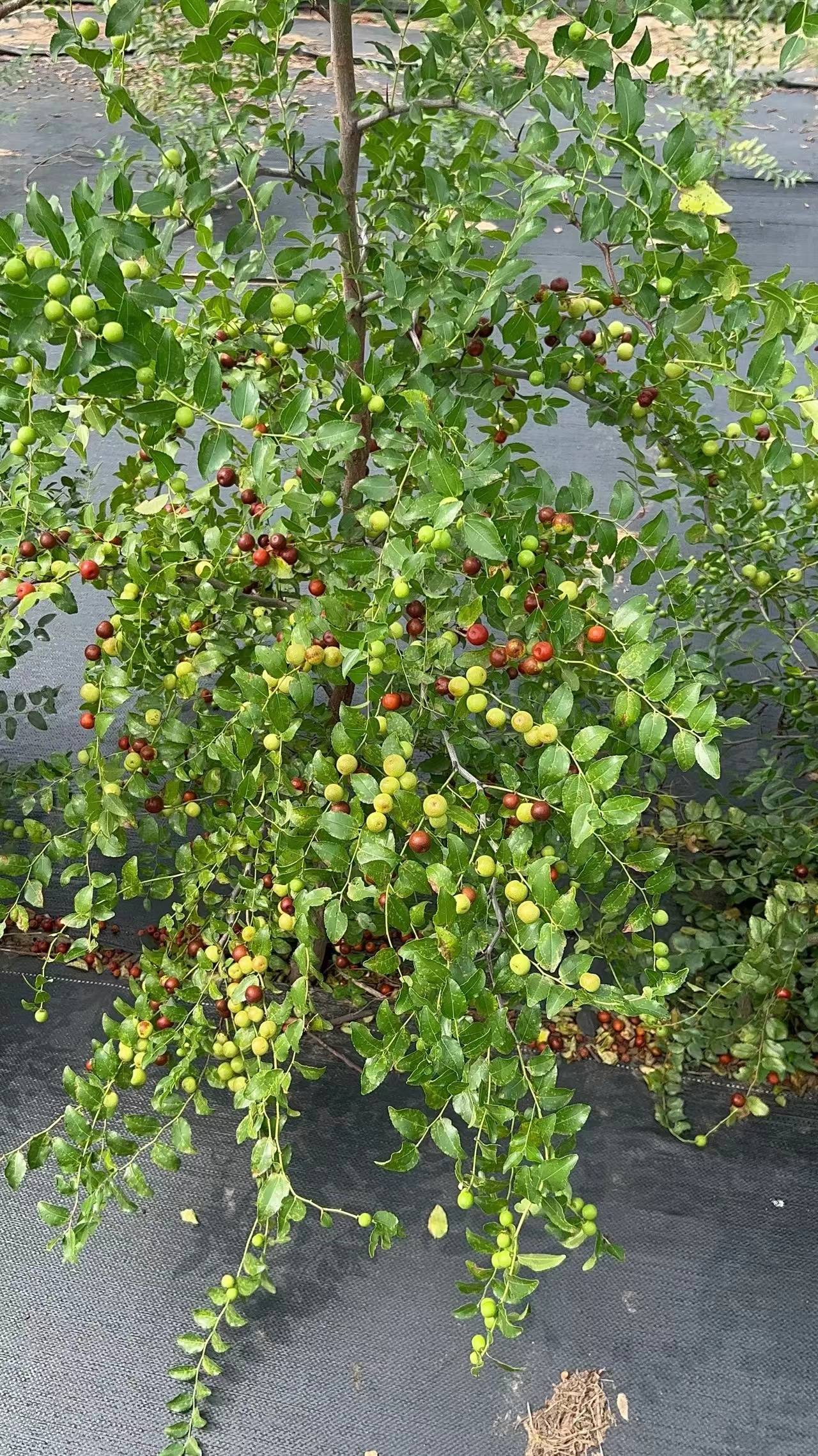 药用酸枣树苗拒绝哄抬价格,选择合理价格的鲁酸8号酸枣苗.