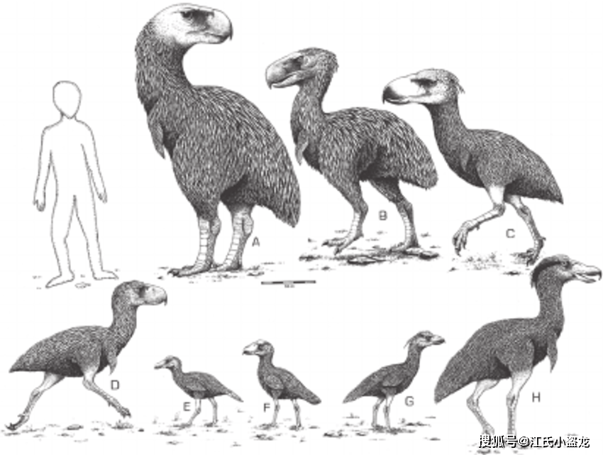 【史前巨鸟】南美洲的巨大恐怖鸟!_林肯_生活_脑袋