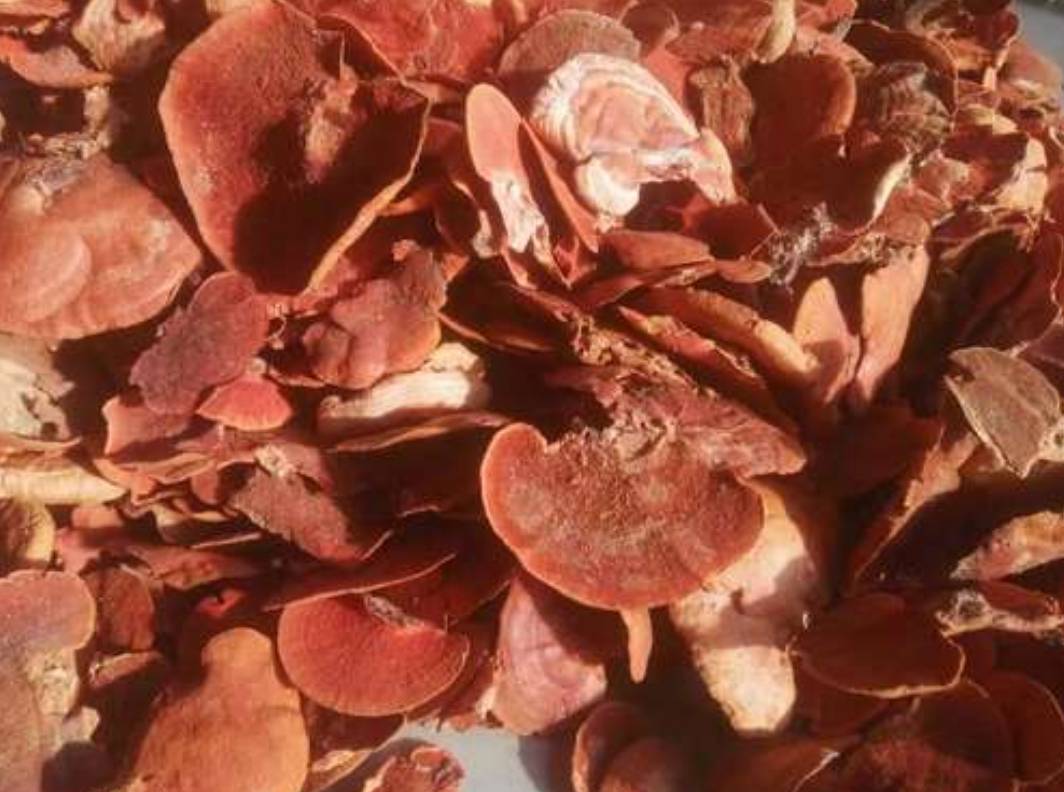 扁半球形,扁平,无柄,新颖时肉质松软,干后变为木栓质.