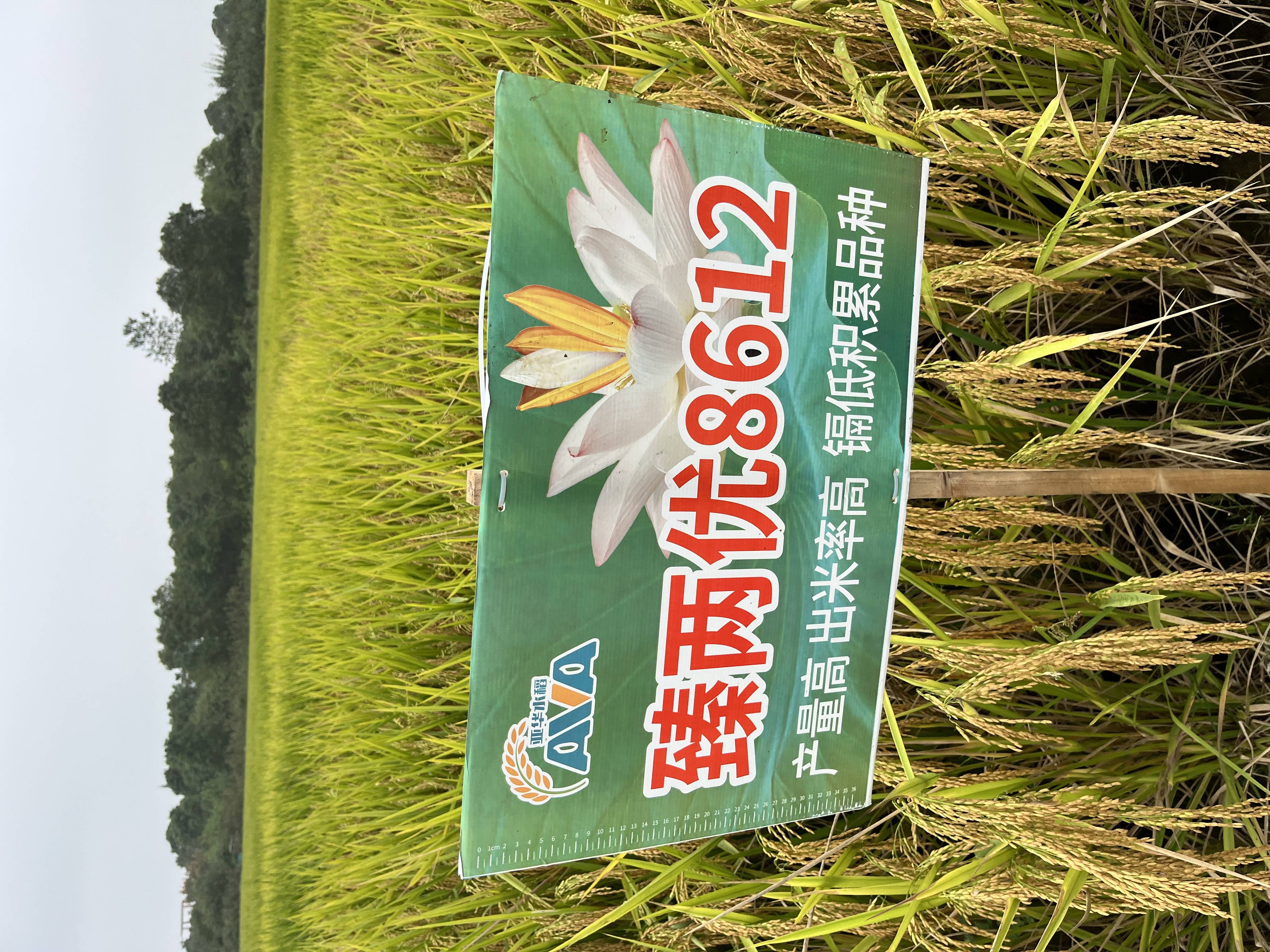 玮两优8612水稻品种图片