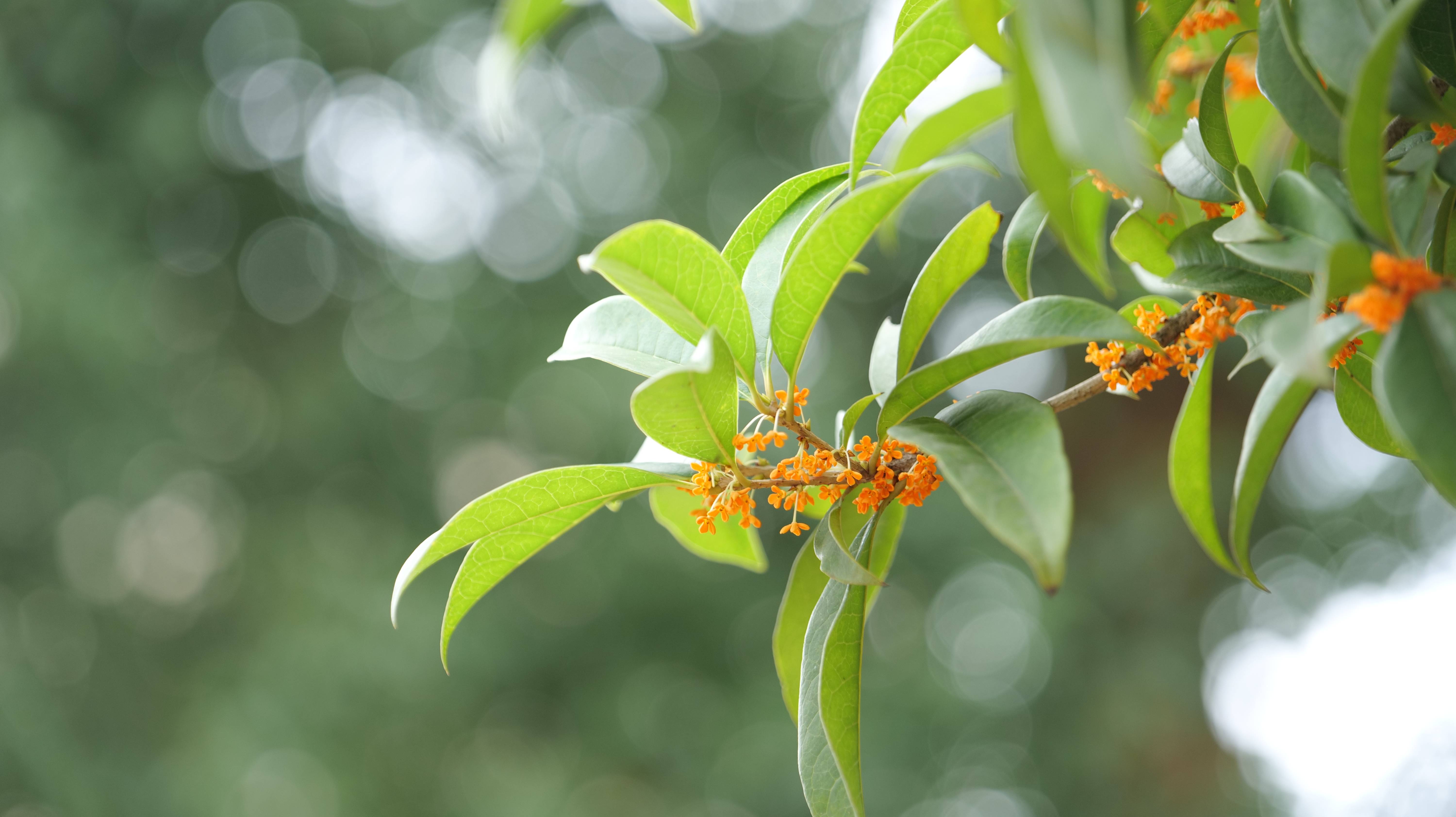 金秋十月，桂花飘香 —光谷南·科技城-搜狐大视野-搜狐新闻