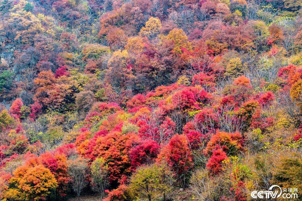 辽宁本溪：老边沟枫叶五彩缤纷-搜狐大视野-搜狐新闻