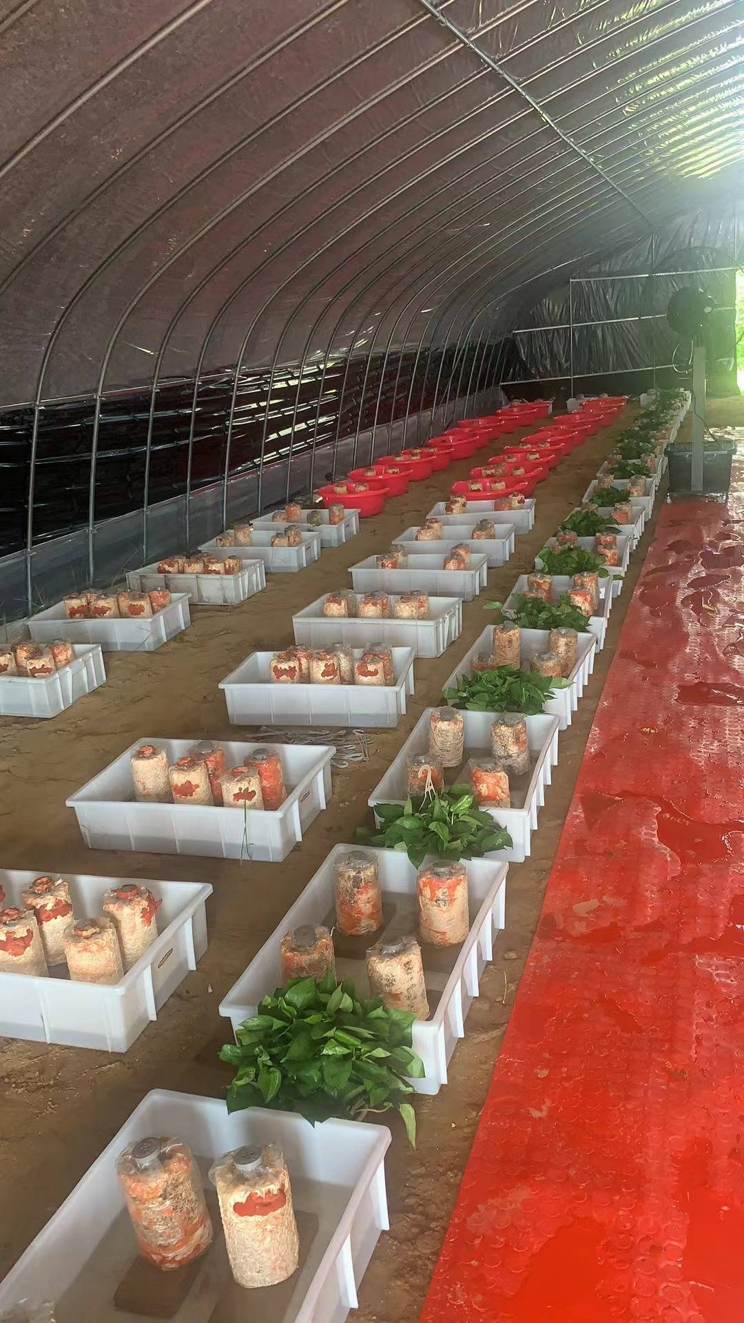 中农鸿晟(湖北) 农业科技有限公司红栓菌种植市场前景好_农户_的发展