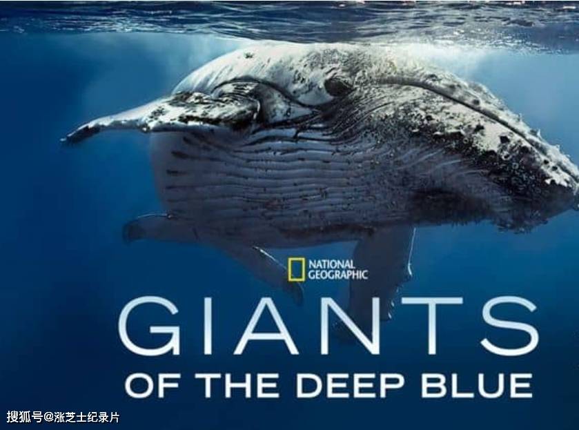 10149-国家地理《深海巨兽 Giants of the Deep Blue 2018》英语中英双字 官方纯净版 1080P/MKV/704M 海洋巨兽