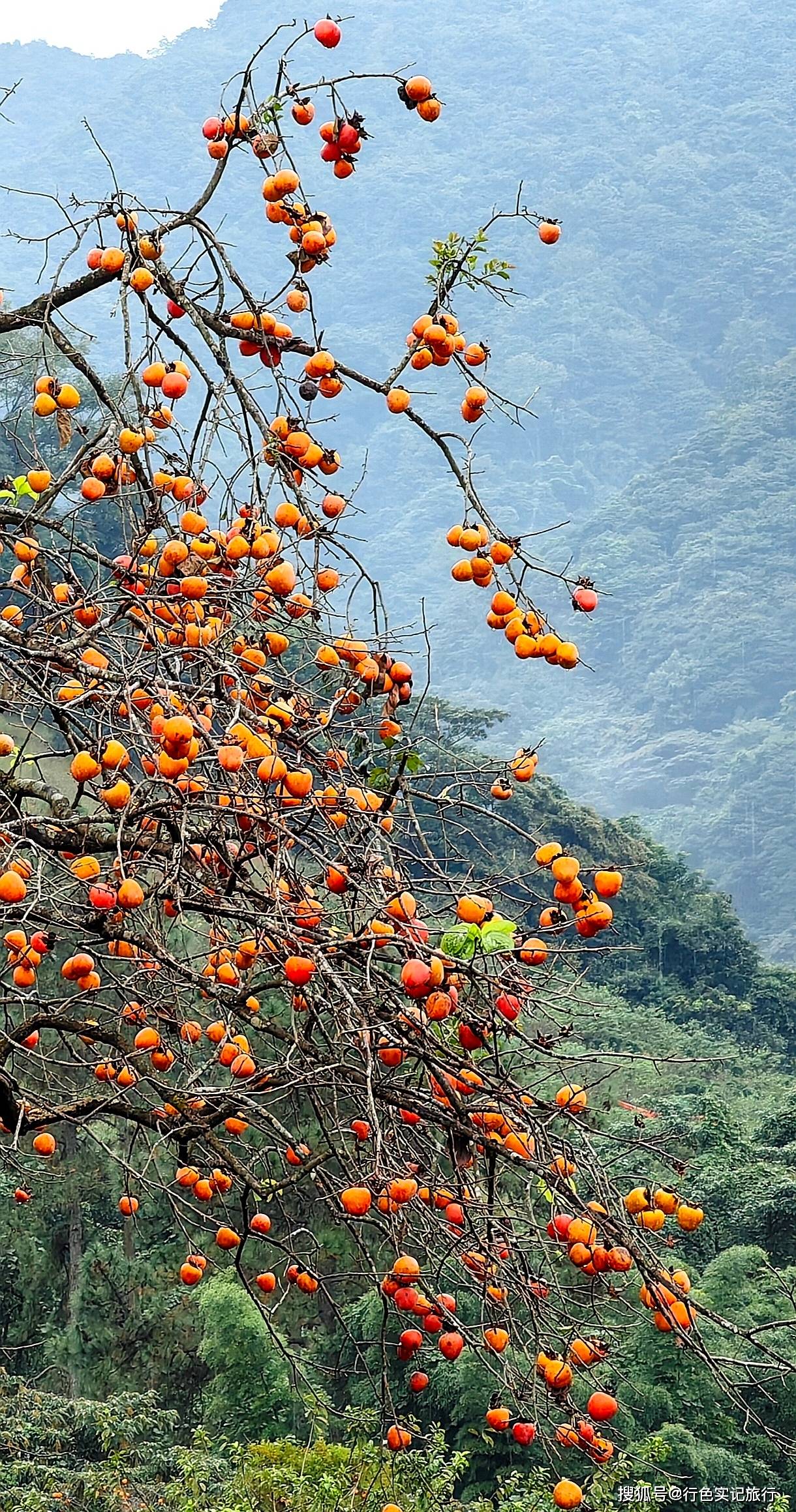 广州从化桂峰村,300多亩柿子挂满枝头,红红火火相当喜人