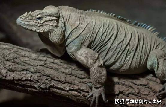 【动物界全系列】原尾目—日本蚖科_刚毛_学名_末端