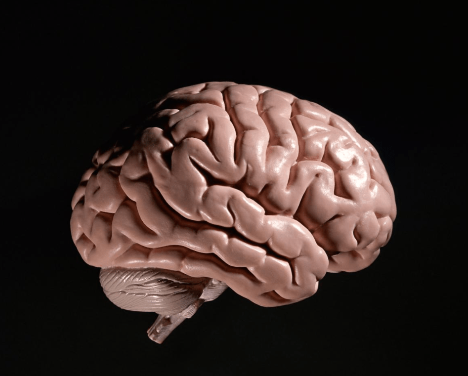 美国帕金森最新消息:脑肠轴的突破_研究_治疗_肠道