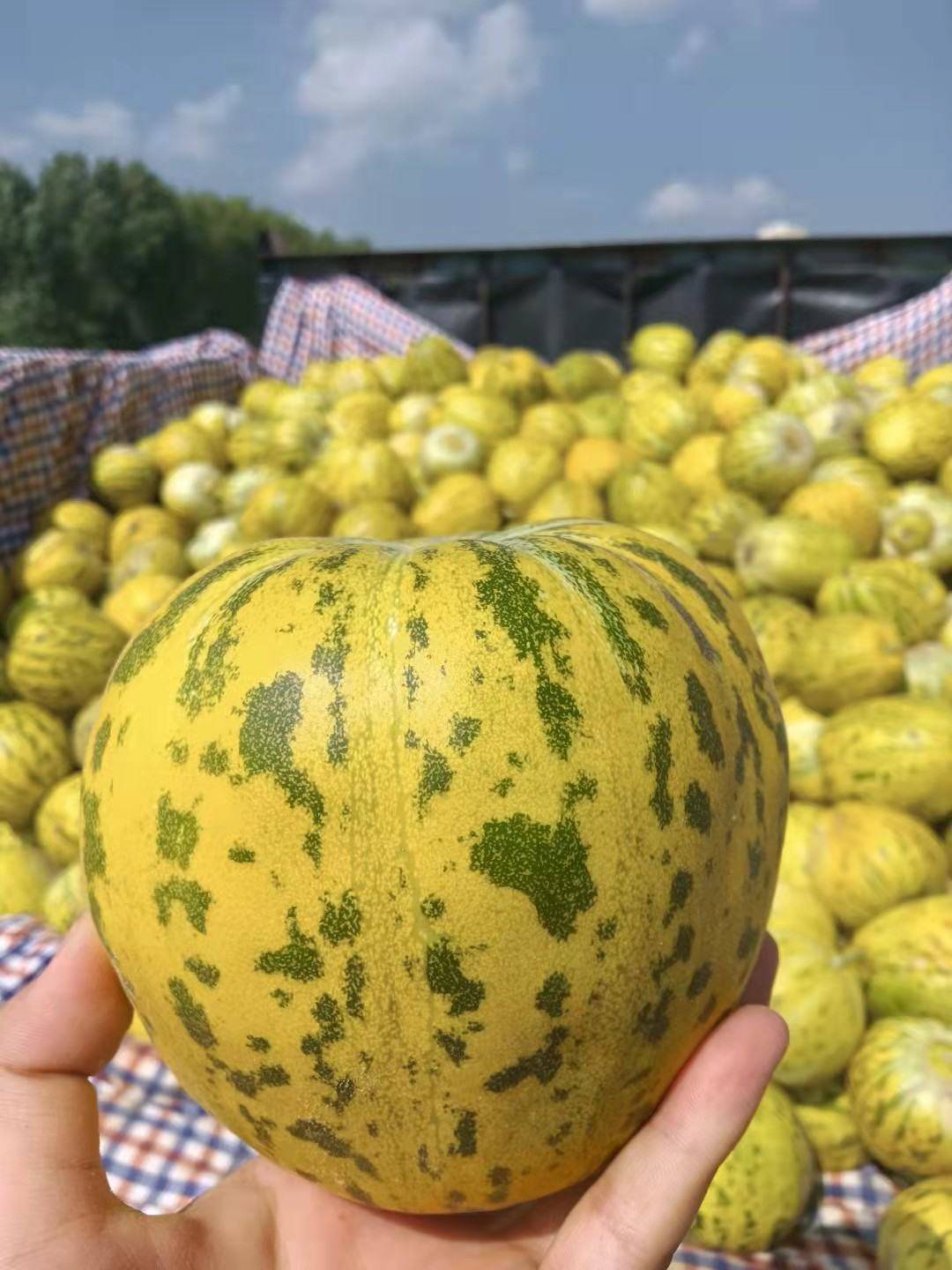 花蕾香瓜类型中的主流品种,在我国各省均有大面积种植,属于薄皮甜瓜一