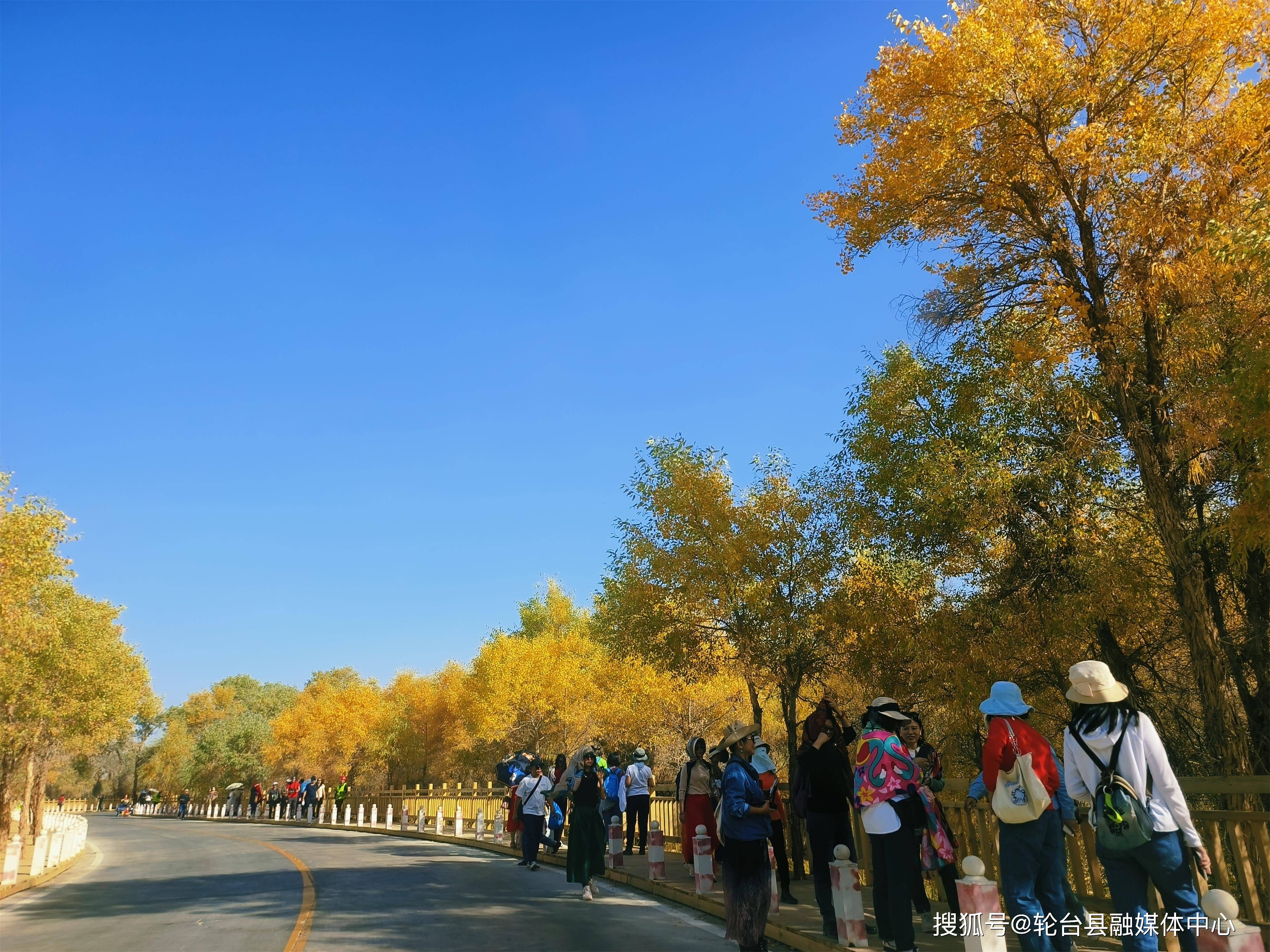 轮台县:胡杨染深秋 一林景如画