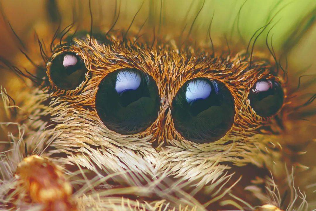 猫科动物的夜间狩猎猫科动物在夜间狩猎时展现出惊人的夜视能力