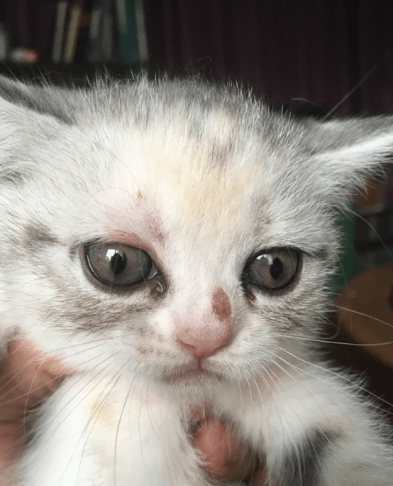 幼猫有奶癣怎么办?别太担心,学会抑菌消毒事半功倍!_进行_工作_小时候