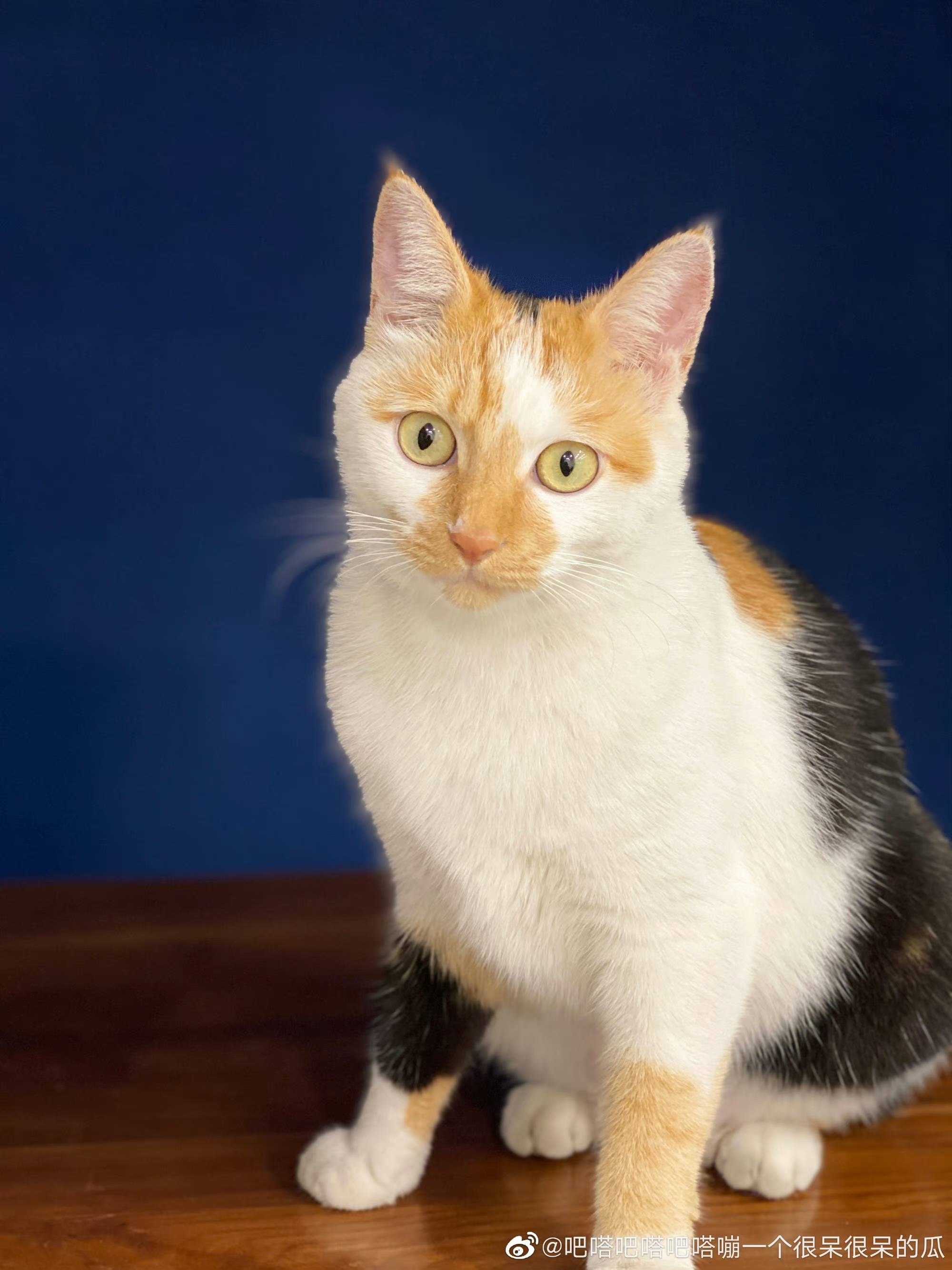 湖南省长沙市岳麓区《有偿寻猫》——"中华田园三花猫"
