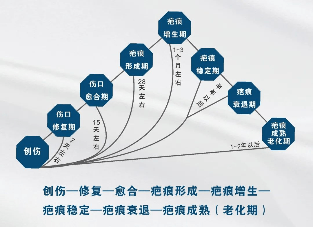 疤痕生长恢复过程图图片