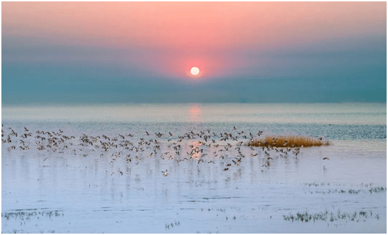 盐城黄海湿地:一个神奇瑰丽梦幻唯美地方_生物_鸟类_丹顶鹤
