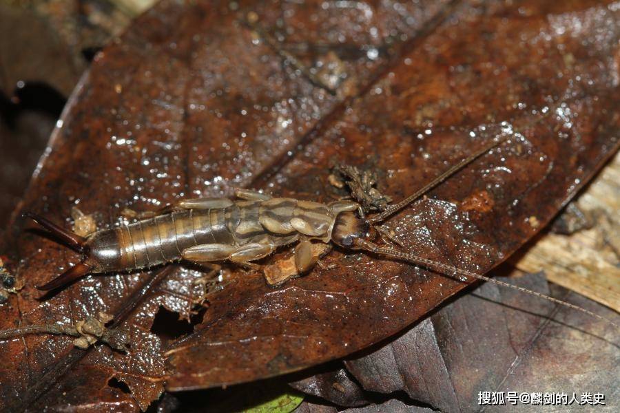 大尾蠼螋科纳蠼螋亚科(nalinae)蠼螋亚科(labidurinae)蠼螋科(forfic