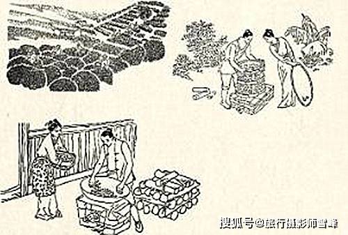 三源三山三茶祖_凤山_政和_张世