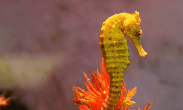 海洋中的舞者：海马的秘密是什么？ 神秘生物，生存挑战与人类(图3)
