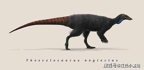 生活在那裡的恐龍中有一種並不起眼,它就是奇異龍(thescelosaurus).