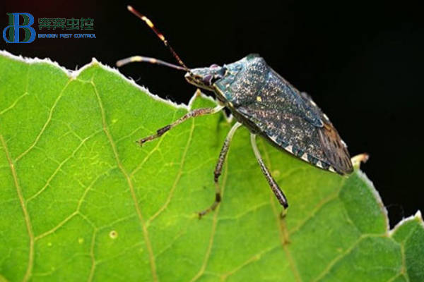 椿象对柑橘有哪些危害,如何防治?_黑褐色_组织_部分