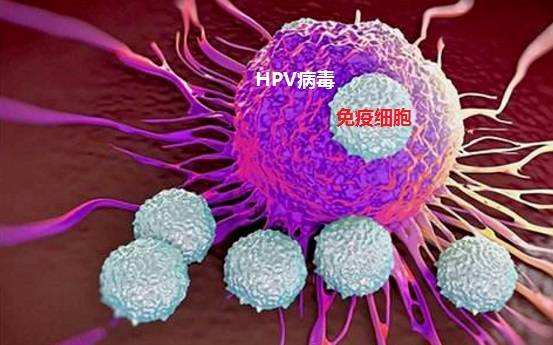 鄭州合心醫院:hpv6,hpv7陽性嚴重嗎_進行_情況_陰道