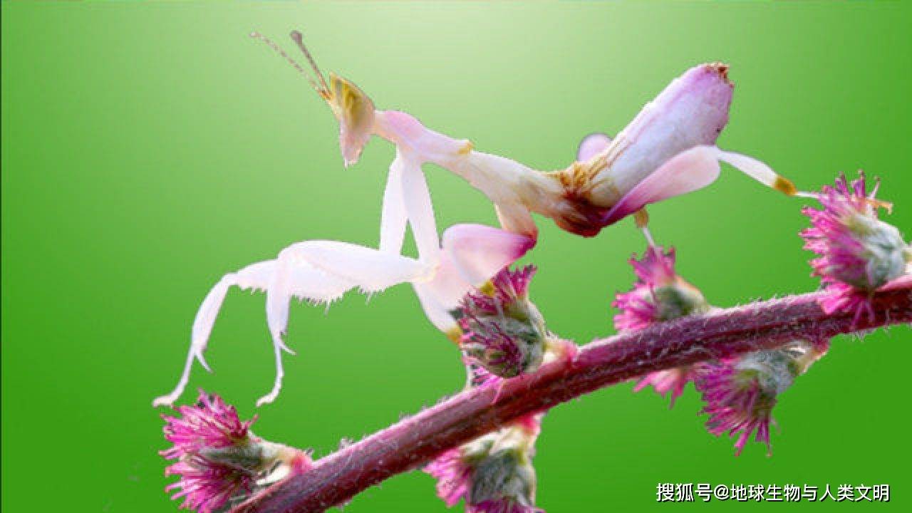 【动物界全系列】螳螂目—花螳科(下):兰花螳螂_昆虫_颜色_白色