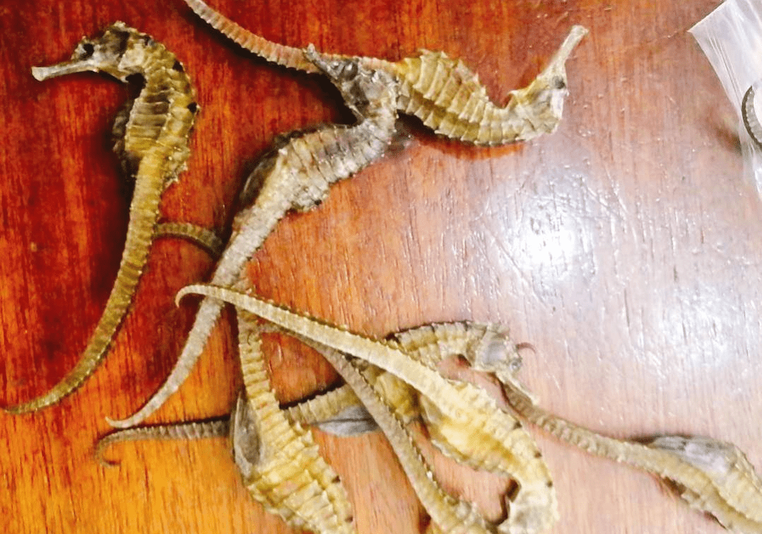 海洋中奇葩的生物，直立游泳食物无胃消化，演化史上的另类—海马(图4)