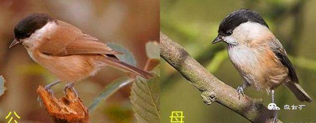 灰燕鸟公母图区分图片