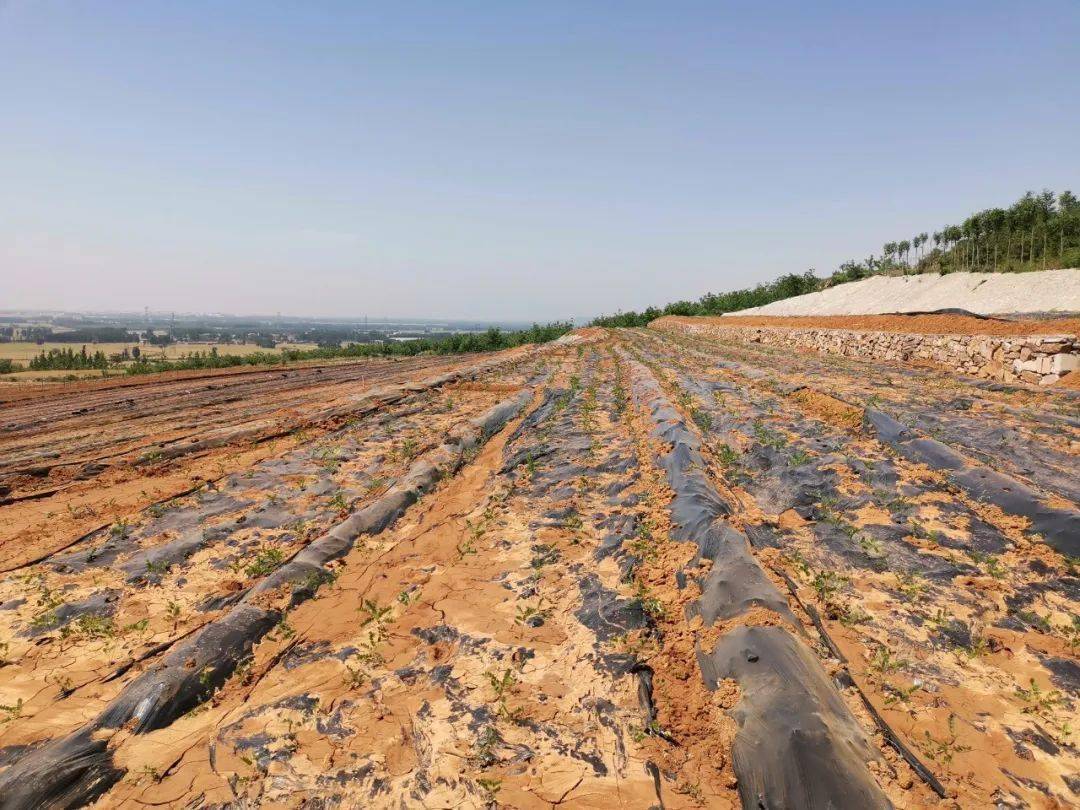 今日鹤山前鹤山村泓森槐开创绿色革命