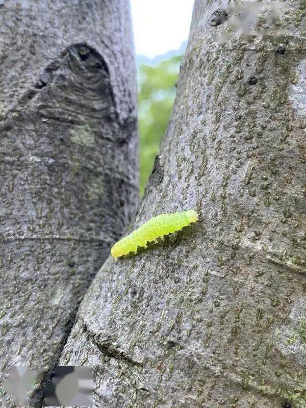 眼斑钩蛾幼虫木橑尺蠖幼虫多种食叶害虫共同危害受惊后在空中挂丝防治